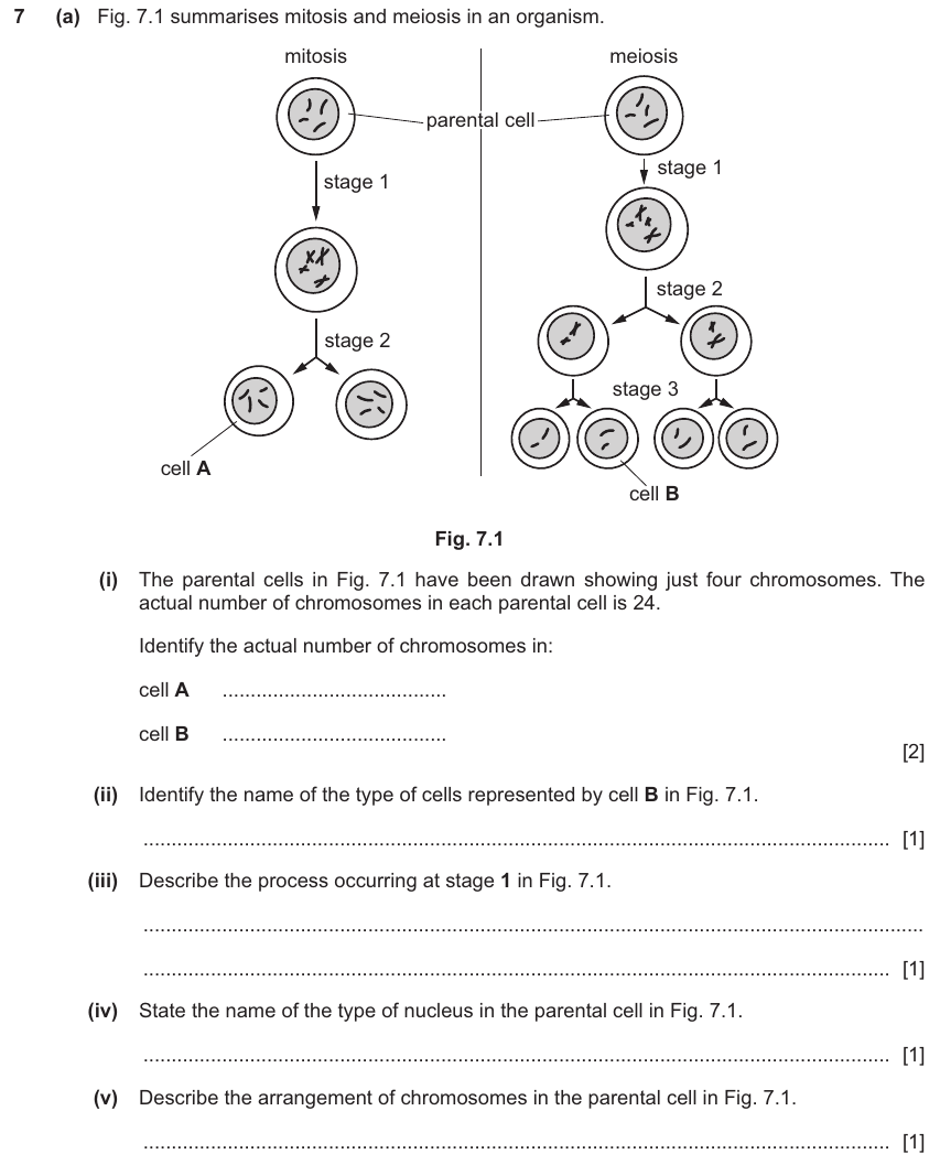 IGCSE 0654 Nov 2024 Paper 42 Question 7 — Mitosis & meiosis