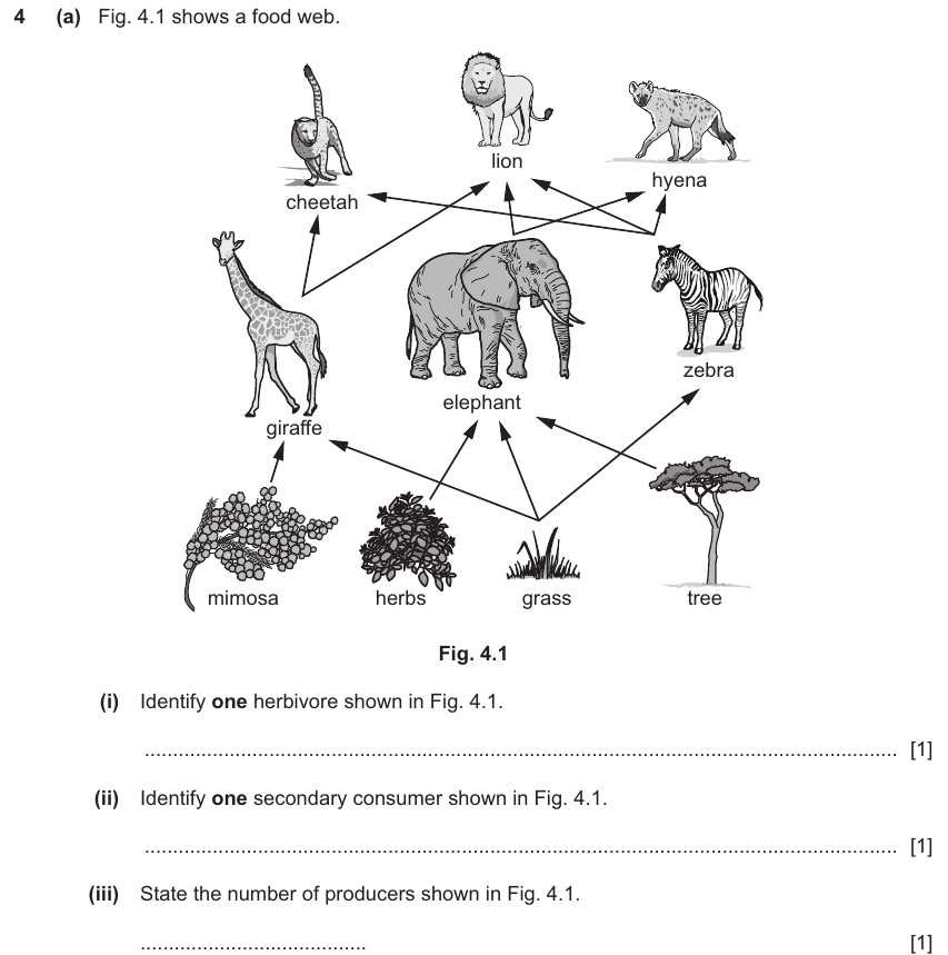 IGCSE 0654 Nov 2025 Paper 32 Question 4 — Reproduction in flowering plants