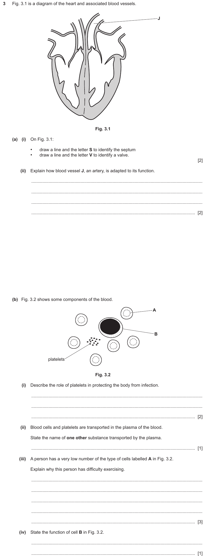 IGCSE 0654 Nov 2025 Paper 43 Question 3 — Blood vessels